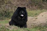 CHOW CHOW 435